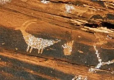 Boat-Body Sheep